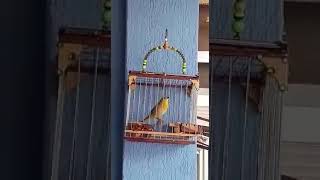 Canario criollo bastó