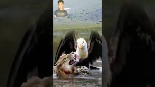 Wild Life Smart Brave Eagle Save Tiger Life