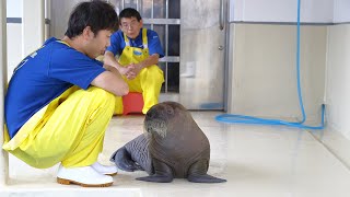 《鳥羽水族館》セイウチの赤ちゃんが誕生しました。