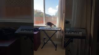 Piano cat