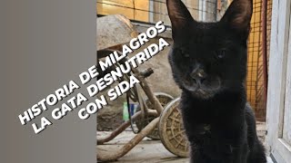 Historia de Milagros,  la gatita desnutrida con vilef positivo. Te vamos a extrañar hija 💐🌹