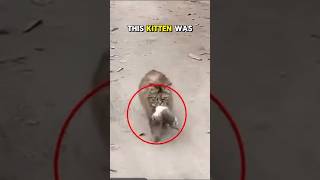 Kitten and Mother Cat Get RESCUED