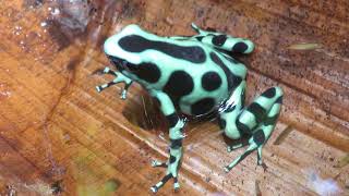 Dendrobates auratus | Green and Black Poison Dart Frog