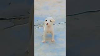 Babydog#cute puppy barking#shorts