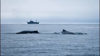 Diffusion en direct de Sea Shepherd France - Officiel