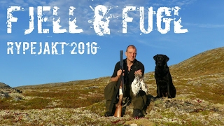 RYPEJAKT 2016 - Fjell & Fugl / Mountains and Birds - Ptarmigan hunting 2016