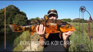 Koi carp bow fishing!