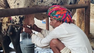 beautiful gir cow milking by hand, village life