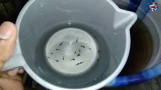 BETTA FRY UPDATE / exotic betta fry 4week old #tamil #cupang #betta #ytshorts #youtube