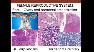 18. Medical School Histology. Female Reproductive System - Part 1 - Ovary and Hormonal Orchestration