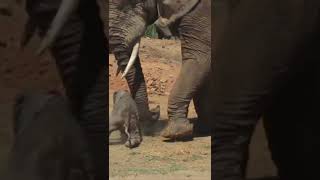 big elephant attack on baby elephant #shorts #elephantattack