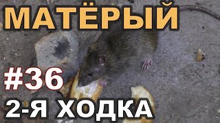 #36. Охота на КРЫС с комплексом “HWRAT-HUNTER“. Матёрый, 2- я ходка