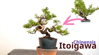 Itoigawa juniper Bonsai