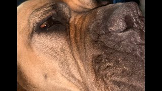 Big Boerboel Loves Ear scratches #boerboel #doglover #trending