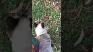 Cat video 5: Spying on the cat