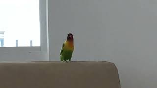 Entrevista de trabajo con Pichi 🦜