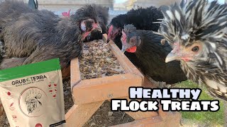 GrubTerra Review | Flock Favorite Healthy Chicken Treat