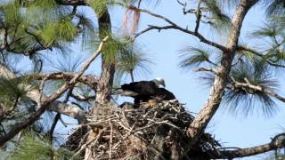 Bald Eagle Nest