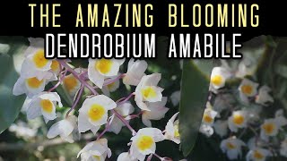 Dendrobium amabile So Many Blooms!  Species Orchid Care & Growing Tips