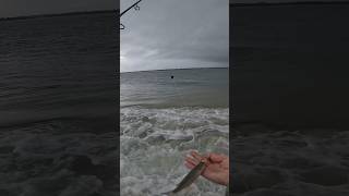 Easiest way to catch redfish off the beach