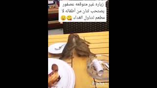 سبحان الله @انثى الدوري تطعم فراخها   @ رزقكم في السماء وماتوعدون