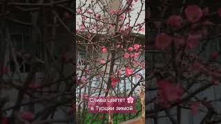 Слива цветет очень красиво. Видео снимали зимой)