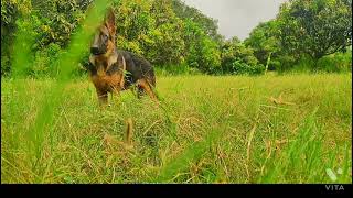 German shepherd puppy playing