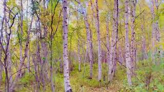 My Life in Arctic- (125)- Autumn at Norman Wells-NT