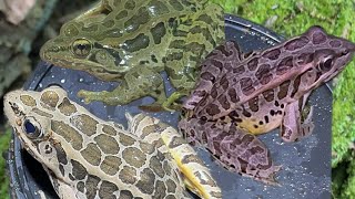 Conserving Pickerel Frogs in Their Natural Habitat