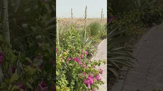 #dubai #bougainvilleas with #agaveplant #shorts for you