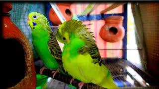 Budgies cage DAY1 | akshimokshi8415