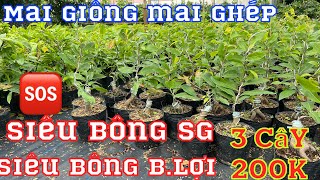 30-10-2023☎️0348864584(Thái) Siêu Bông Sài Gòn &Siêu Bông Bình Lợi giá cực hot