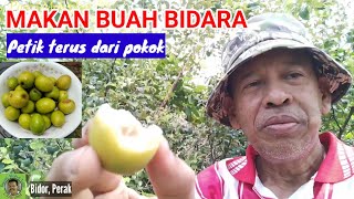 MAKAN BUAH BIDARA DARI POKOK | Manis Rangup