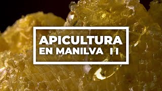 Apicultura en Manilva II