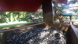 House Finches at the bird bath and an American Red Squirrel visits the feeder