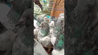 Easy way to feed baby pigeons 😱🥰 || #shorts)