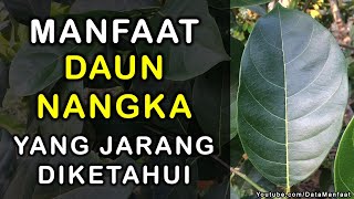 Manfaat Daun Nangka | Khasiat Daun Nangka Untuk Kesehatan Dan Kecantikan Yang Jarang Diketahui