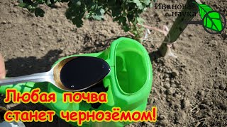 1 ЛОЖКА и ПОЧВА СТАНОВИТСЯ ПУШИСТОЙ и ПЛОДОРОДНОЙ. Наглядно показываю как восстановить убитую почву.