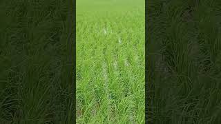 paddy farm ( chintu variety ) kaveri seed ( Indian farming) 17 days old........