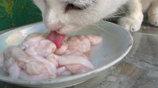 Куриная шкура для кошек. Boiled chicken skin for feeding cats. Лакомство жирное, питательное. Пёсик