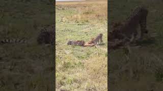 cheetahs with a live meal