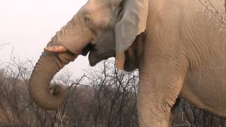 Elephant eating in Etosha