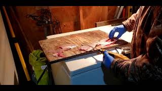 Fillaying Crappies with my new American Angler knife using the thin Shark Blade.