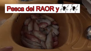 Fin de la veda del RAOR