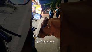 Feeding Stray cow with biscuits |#shorts