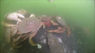 Burrard Bridge, False Creek, Vancouver B.C.  baited crab survey August 31, 2022.