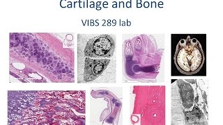 Medical School Histology Basics - Cartilage and Bone