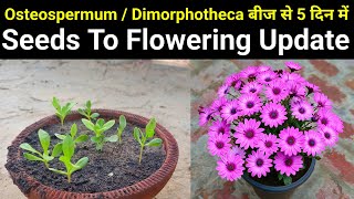 अकतूबर में उगाये Osteospermum / Dimorpotheca / African Daisy Flower Plant From Seeds To Flowering