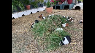 Guinea pigs love muffins