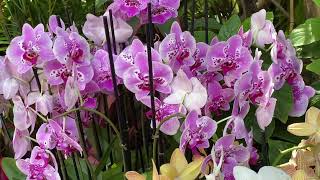 Nature's Orchid Hidden Mickey Epcot 's International Flower & Garden Festival Walt Disney World 2024